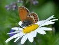 Coenonympha orientalis